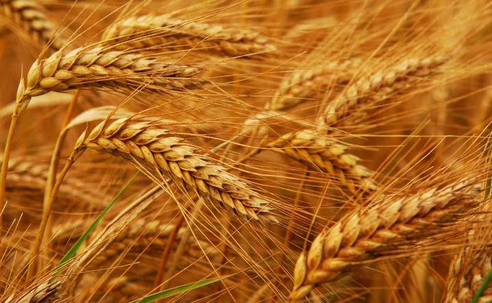 Уряд скасував ліцензії на експорт пшениці